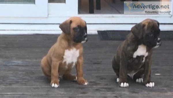 Boxer puppies for sale