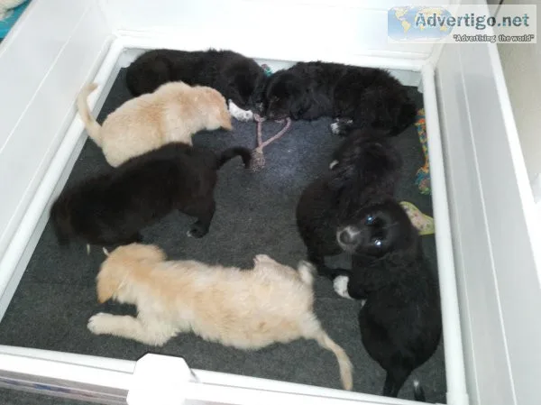 Golden Pyrenees Puppies