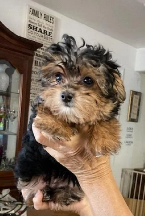 Adorable Tiny Female Yorkie