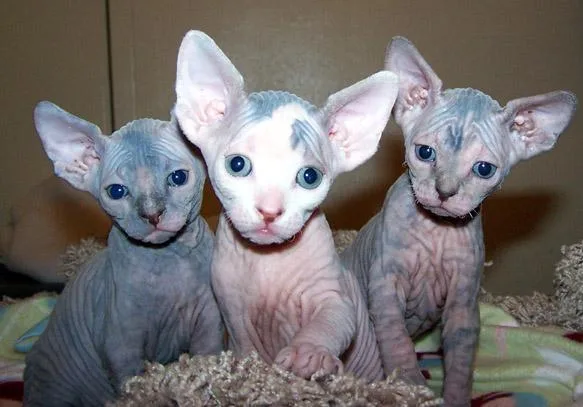 Canadian Sphynx Kittens ready