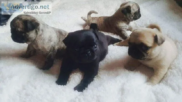 Super Adorable Pug Puppies
