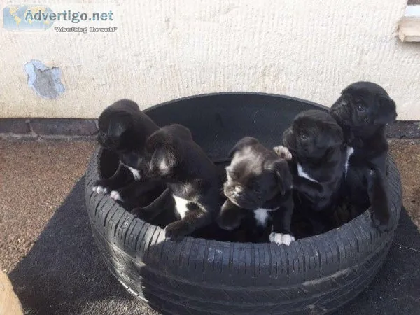 Intelligent Pug Puppies