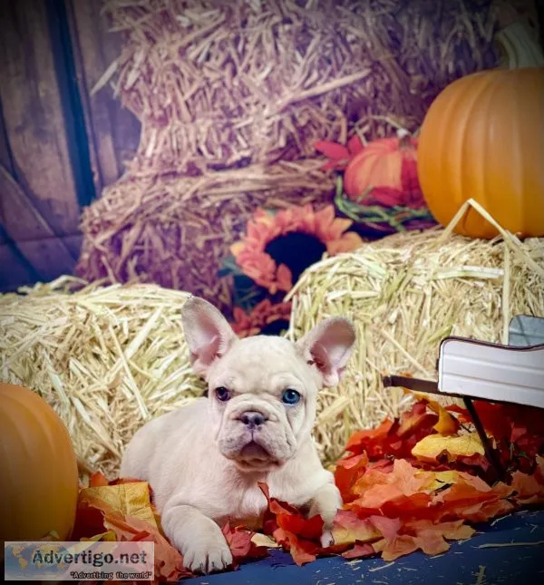 AKC FRENCH BULLDOG PUPPIES