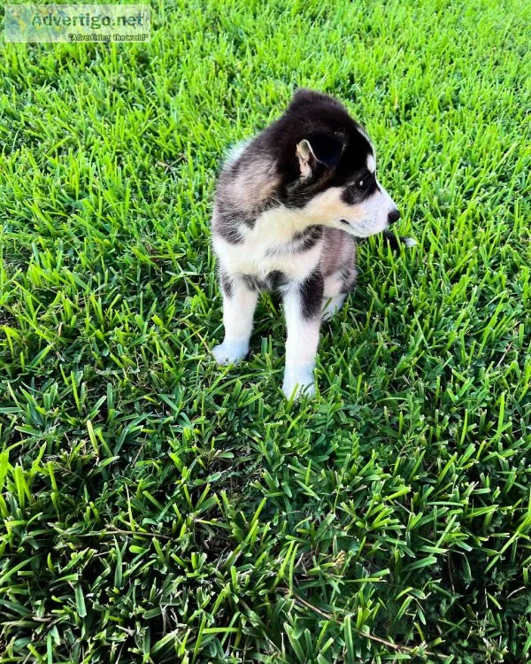 Huskies