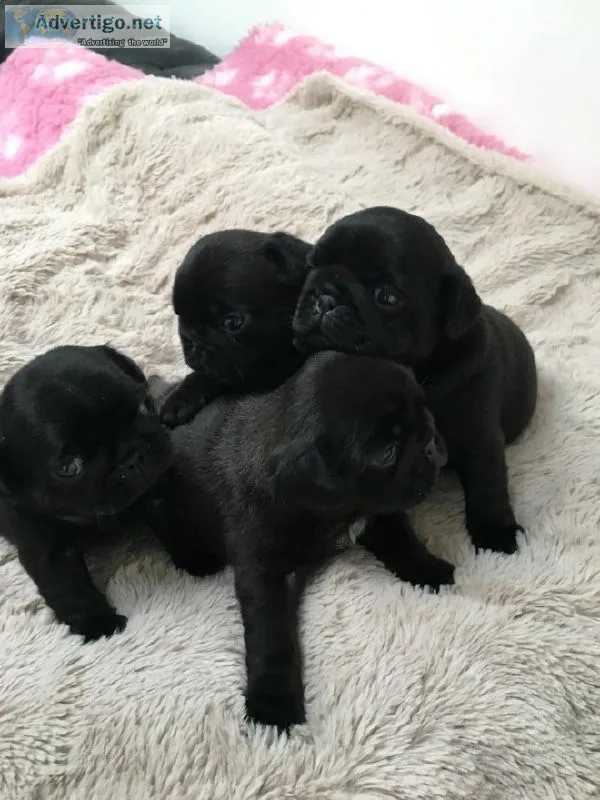 Awesome Pug Puppies Available
