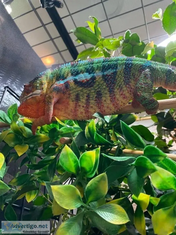 Panther Chameleons