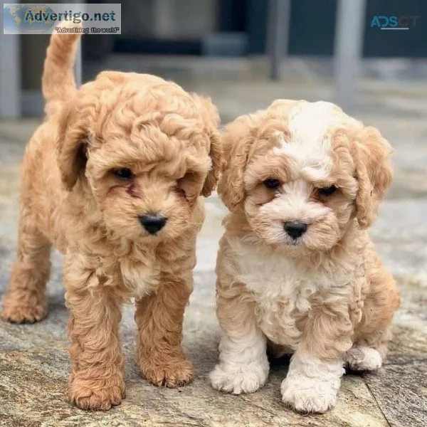 Cavapoo Puppies