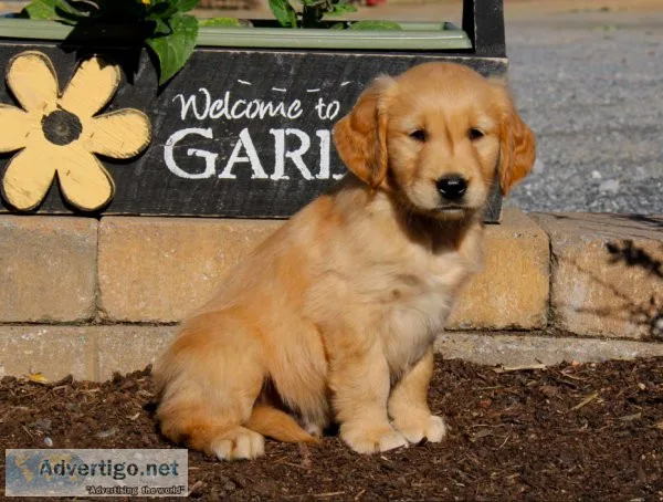 Golden Retriever Puppy Jessie