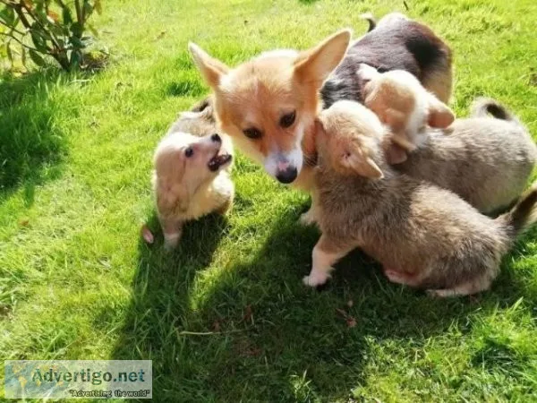 AKC Pembroke Welch Corgi Boy 1