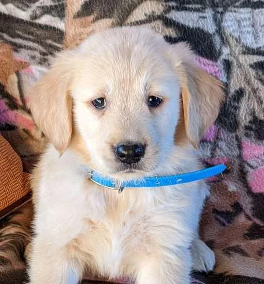 CupcakeGolden retriever puppy
