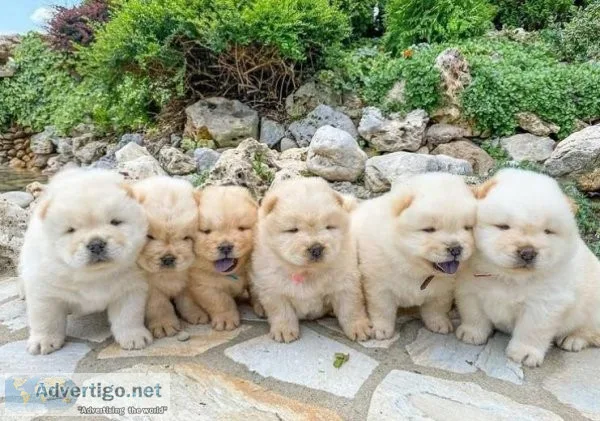 Looking for a great Chow chow Puppies