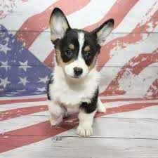 Pembroke welsh Corgi Puppies 