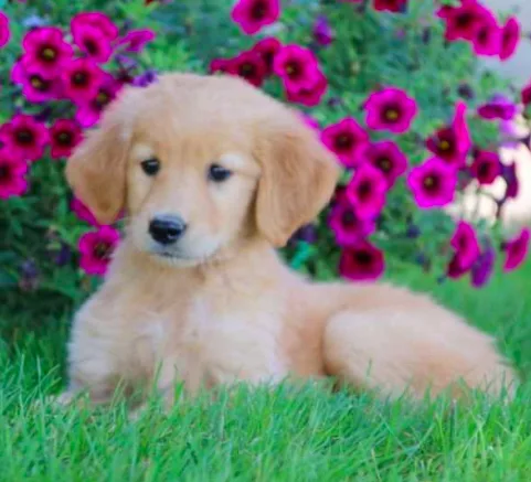 Super Sweet Golden Retriever puppy