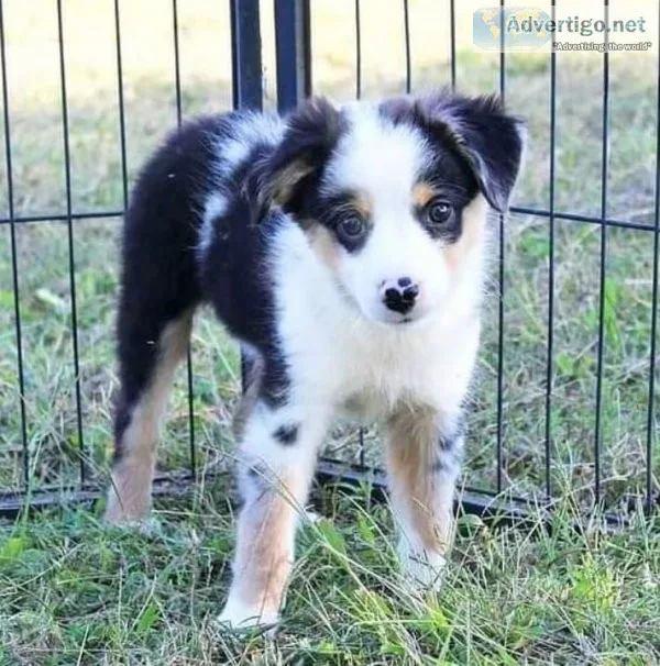 Lovely Australian Shepherd Puppies