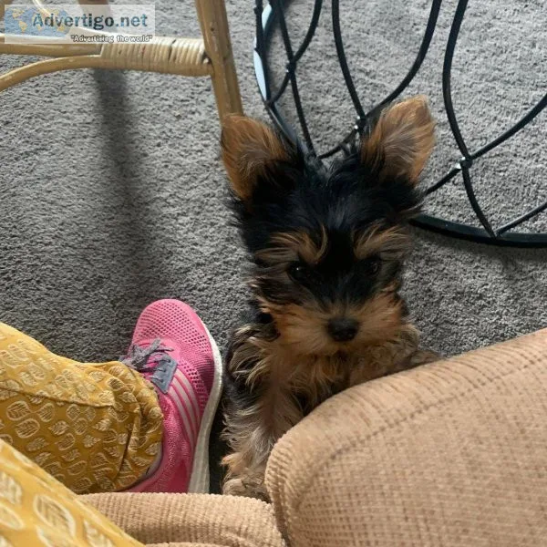 hrh Yorkshire terrier puppy for sale