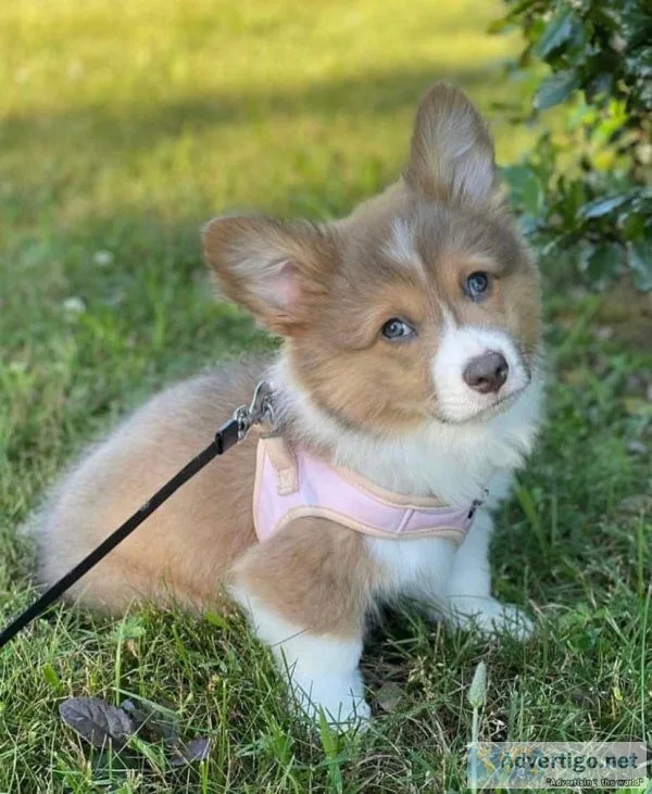 Black Tri Pembroke Welsh Corgi Puppies