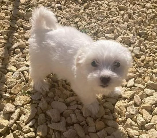 jrit Charming Maltese puppies