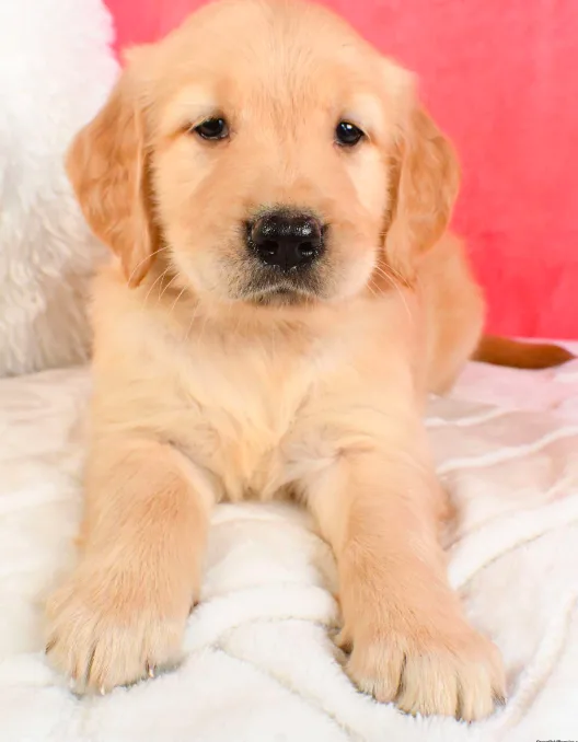 Charming Golden Retriever Puppy