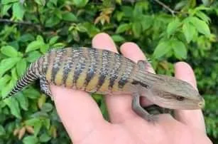 Blue tongue skink