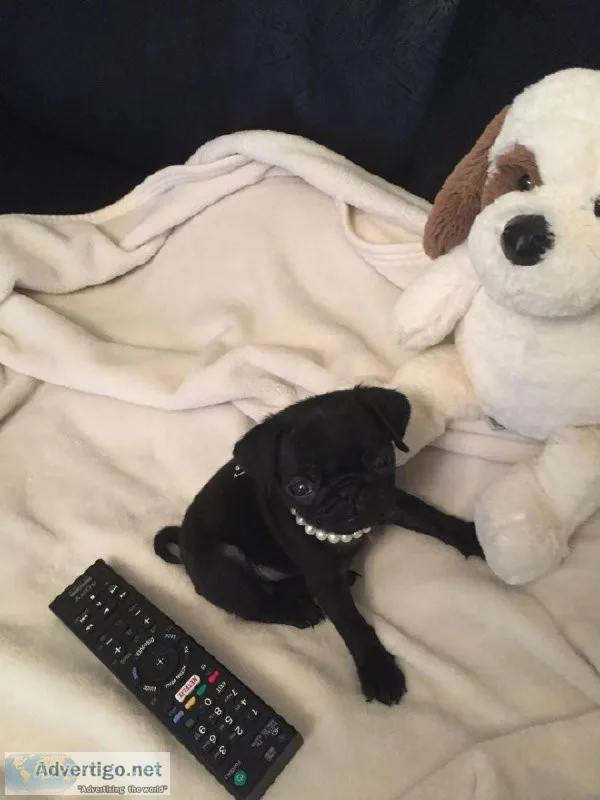 Very Sweet Charming Pug Puppies
