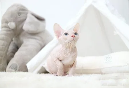 Sphynx kittens for sale