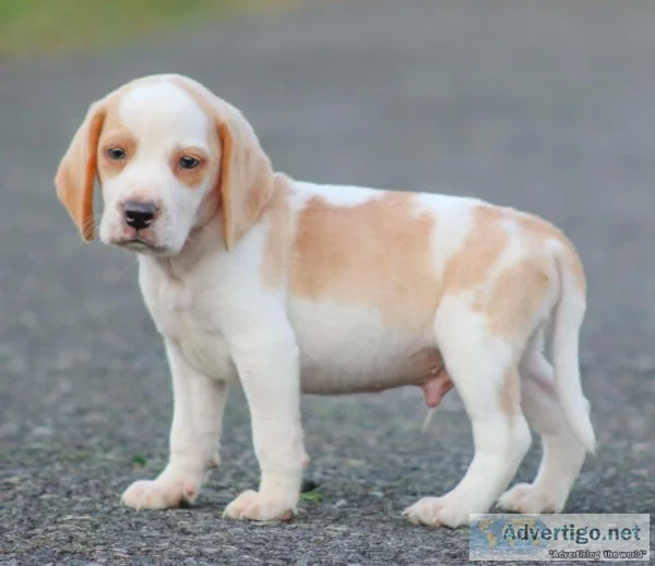 Lemon Colored Male Beagle Puppy