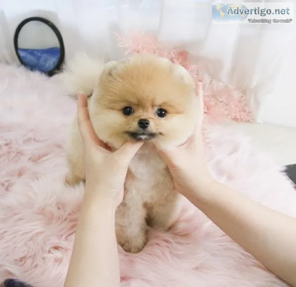 Pomeranian Puppies For Sale