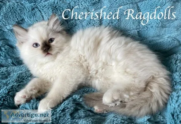 Purebred Ragdoll Kitten