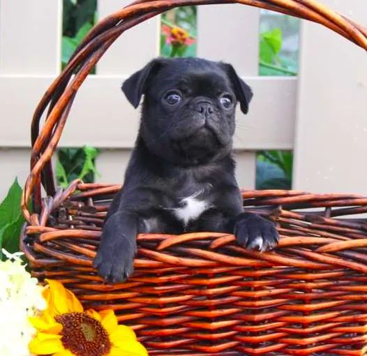 Bouncing Pug Puppy Jules