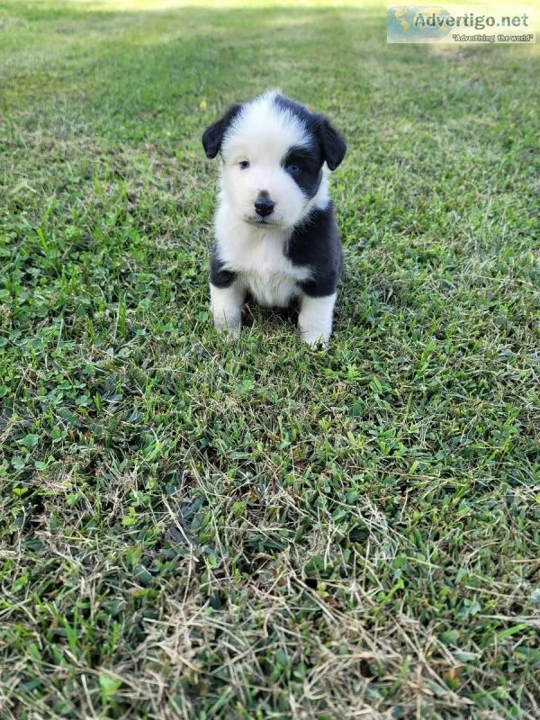 Australian Shepherd Female
