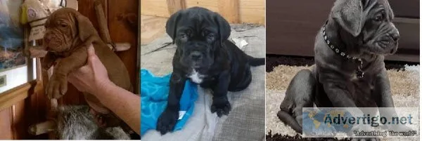 AKC Neapolitan Mastiff puppies