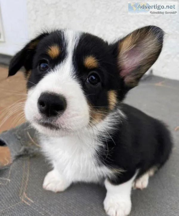 HelloCute Corgis Waiting For Their Forever Homes