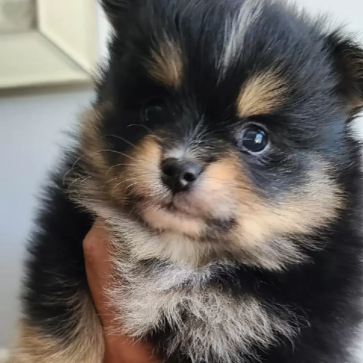 Pomeranian Puppies