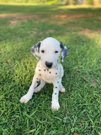 AKC reg Dalmatian puppies