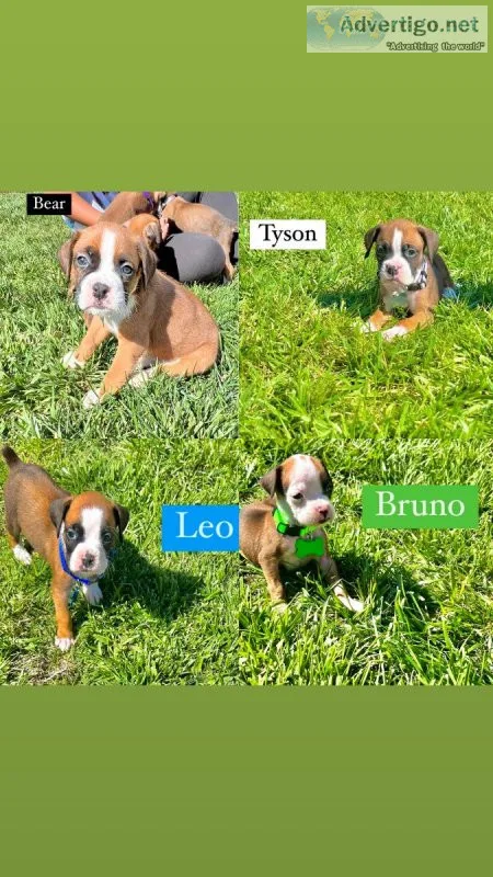 Boxer puppies