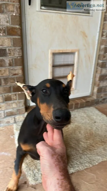 Doberman