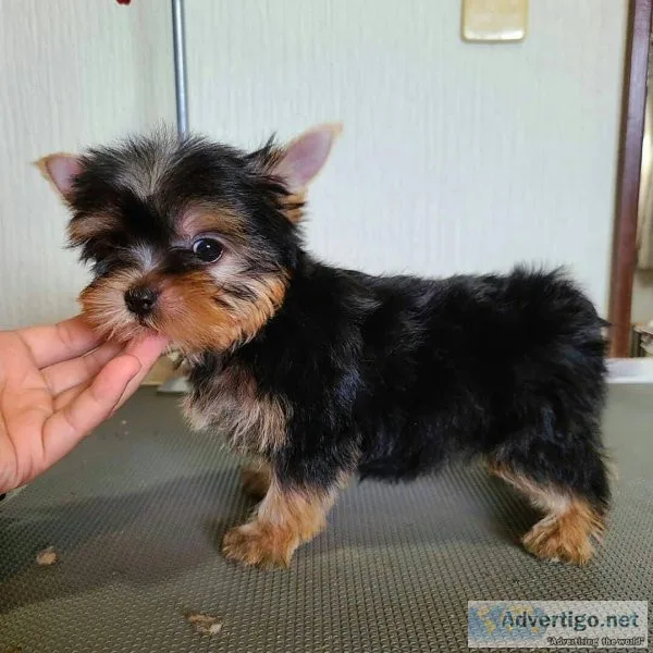 vdgt  Yorkshire terrier puppy for sale
