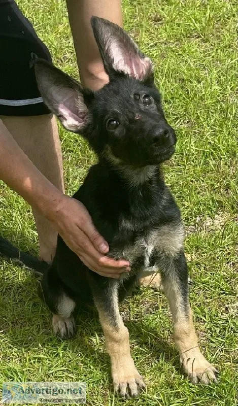 German Shepherd Puppy Male