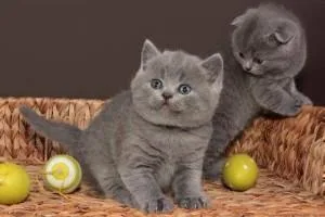 Bestie British Shorthair Kittens