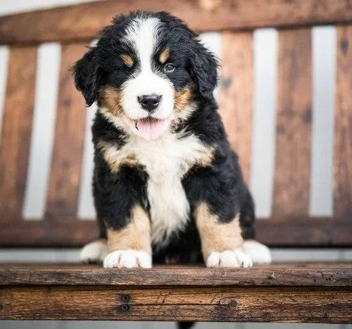 Bernese Mountain Dog puppies