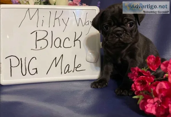 Cute and Lovable Pug puppy