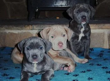 AKC registered Blue Cane Corso puppies available