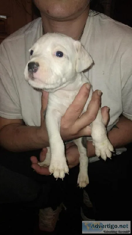 Pitt pups
