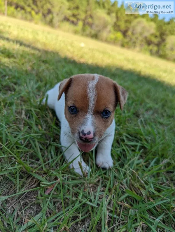 BEAUTIFUL JACK RUSSELL PUPS