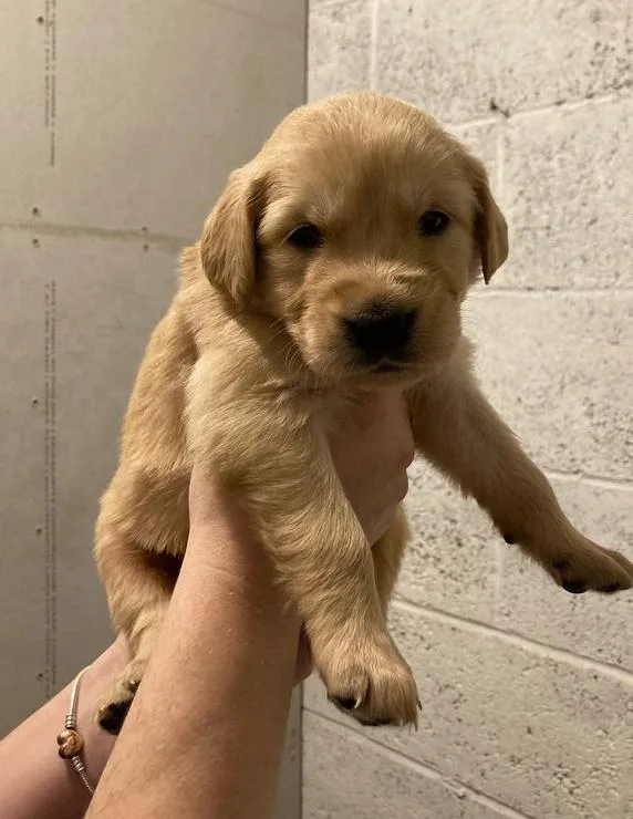 bhr Golden Retriever puppies