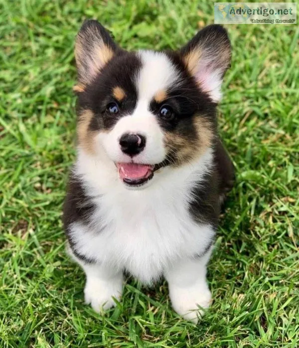 We have a gorgeous litter of AKC Pembroke Welsh Corgi&rsquos