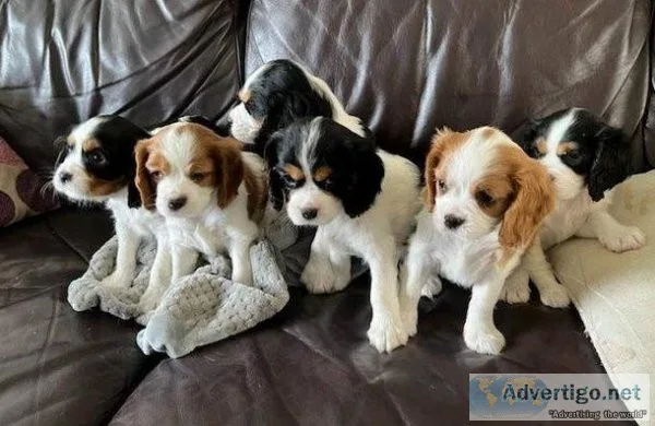 ytky Cavalier King Charles Puppies