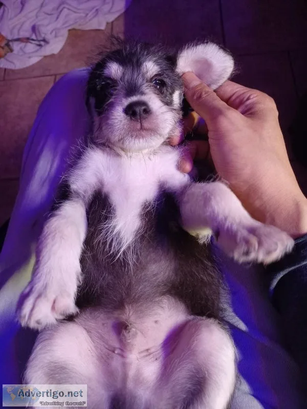 Chipoo puppies