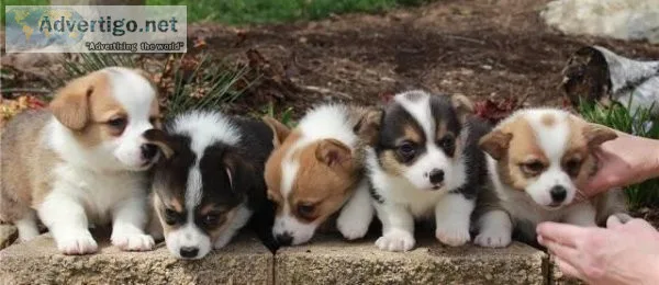 AKC registered Corgi puppies