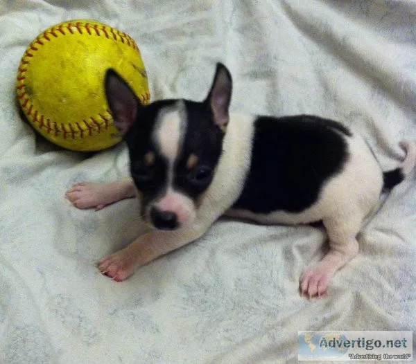 Chihuahua Puppies